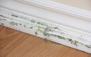 3 Common Places Mold Grows and Thrives - Ann Arbor Mold Remediation