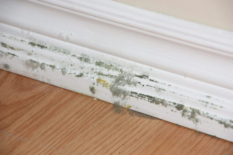 3 Common Places Mold Grows and Thrives Exact Recon