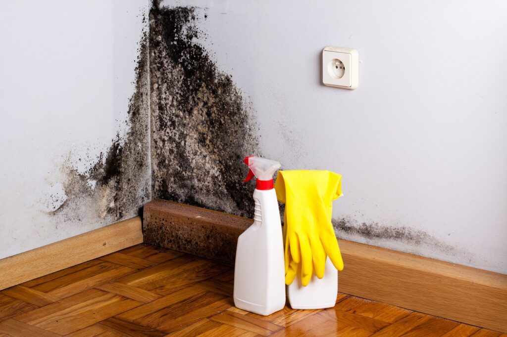 3 Signs You Might Have Mold Ann Arbor Mold Remediation Exact Recon Restoration