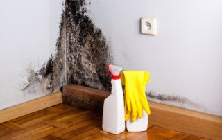 3 Signs You Might Have Mold - Ann Arbor Mold Remediation