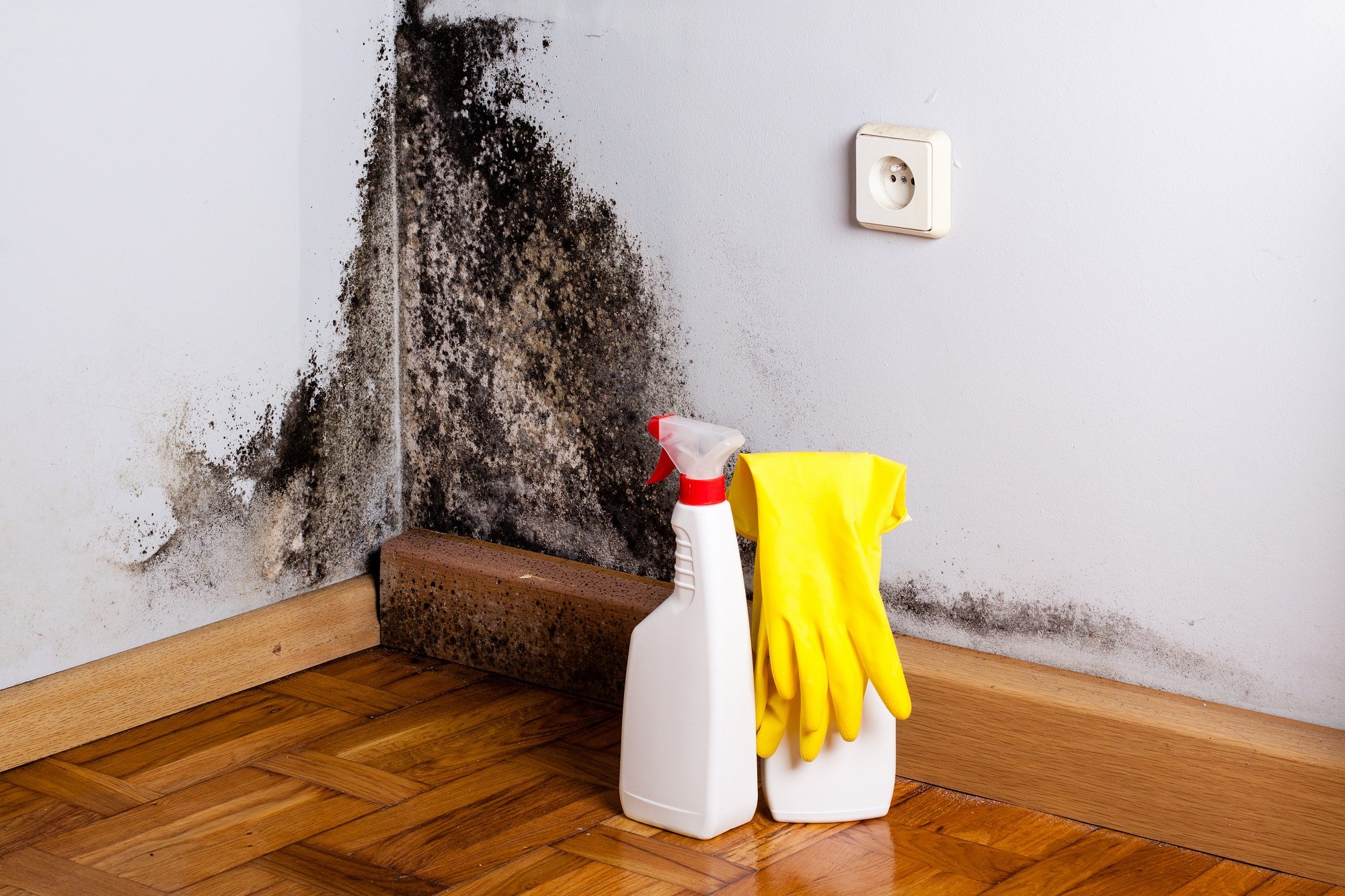 3 Signs You Might Have Mold - Ann Arbor Mold Remediation