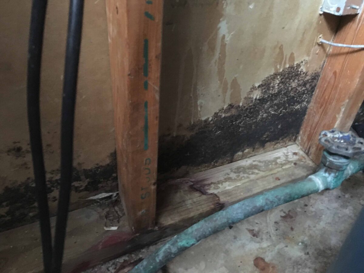 black mold in USA michigan Exact Recon