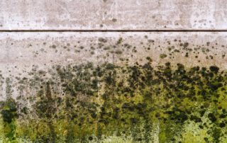 Signs and Symptoms of Mold Allergy