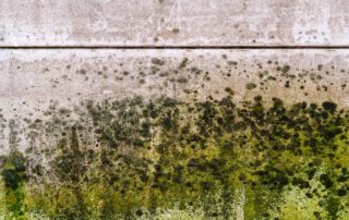 What Causes Mold Growth in Your Attic