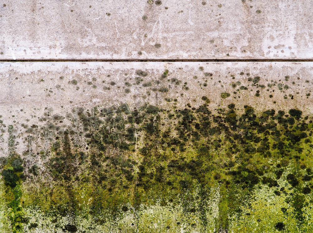 What Causes Mold Growth in Your Attic