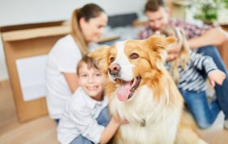 What Goes in a Tornado Kit for Pets