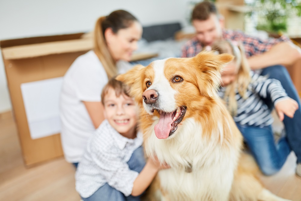 what-goes-in-a-tornado-kit-for-pets-exact-recon