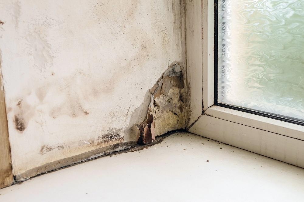 Should You Attempt to Clean Up Mold Yourself
