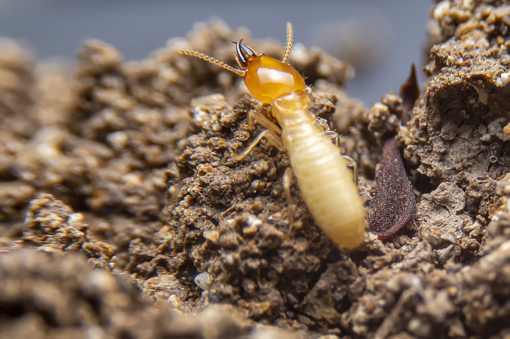 6 Signs That You May Have Termites
