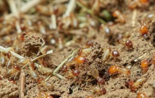Don’t Confuse Flying Ants With Termites - Here Are the Differences