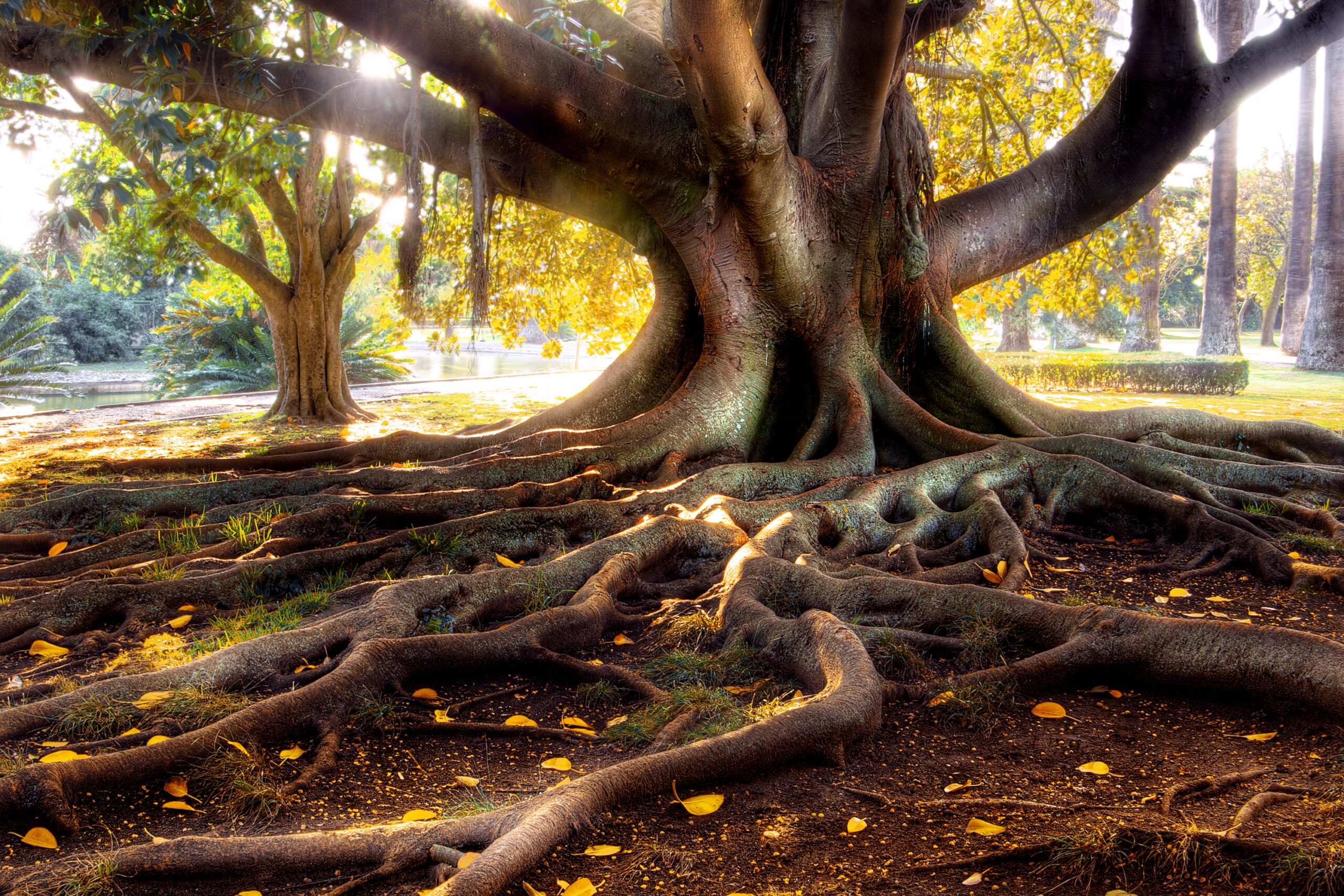 Tree отзывы. Сказочное дерево. Дерево с мощными корнями. Могучее дерево с корнями. Красивое дерево с корнями.