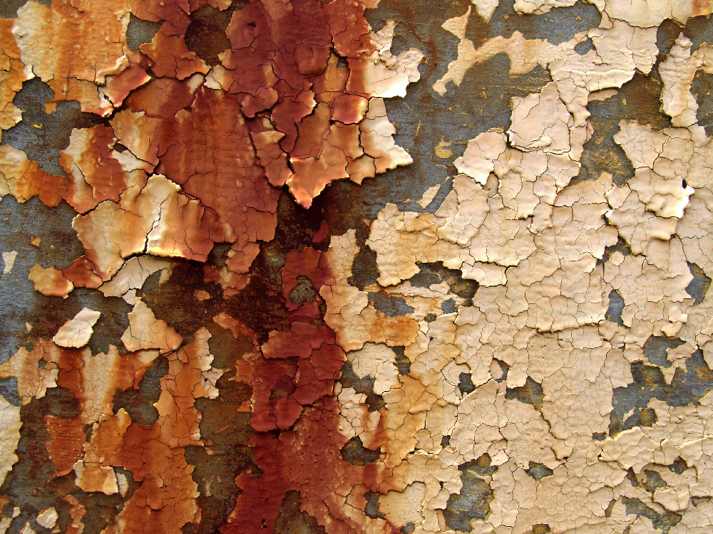 What to Do if You Find Lead Paint in Your Home