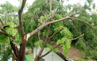 3 Ways to Protect Your Home From Falling Trees and Branches