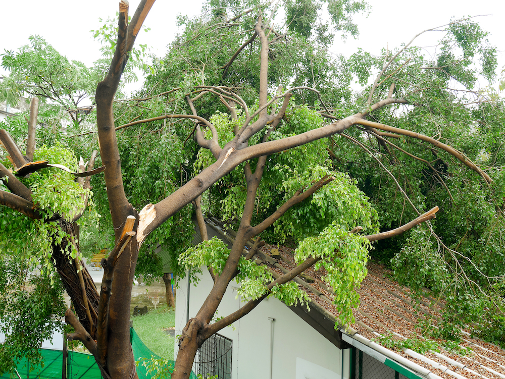 3 Ways to Protect Your Home From Falling Trees and Branches