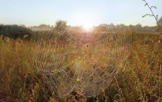 Could Your Home Be Infested With Arthropods?