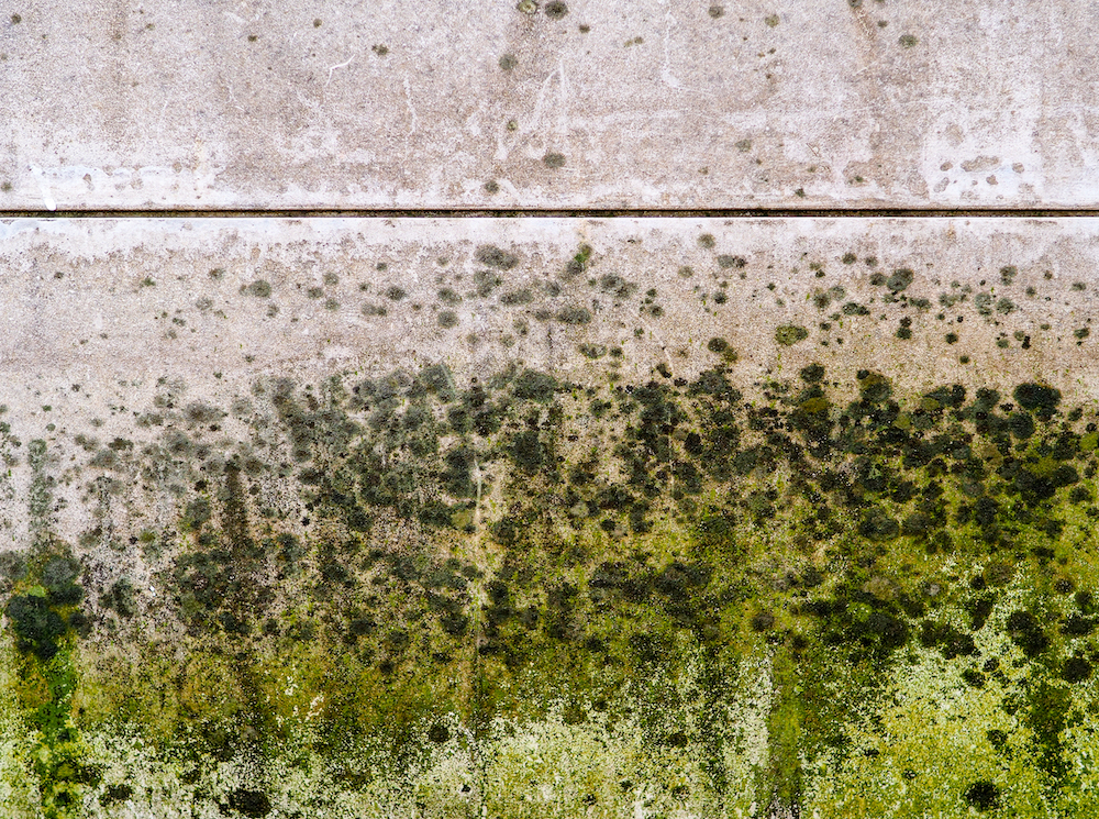 The 3 Most Common Places to Find Mold in Your Michigan Home