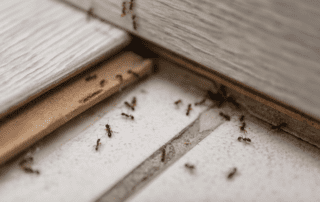 3-Ways-to-Protect-Your-Home-From-a-Bug-Infestation-This-Spring