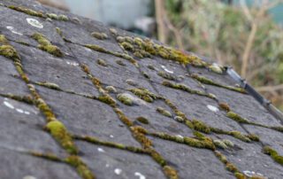 What Is Roof Algae? Is It Harmful?