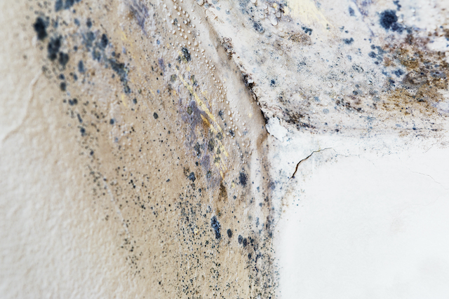 2 Places in Your Home Where Mold Can Secretly Thrive