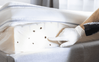 2 Bugs That May Haunt Your Home This Fall, and How to Stop Them