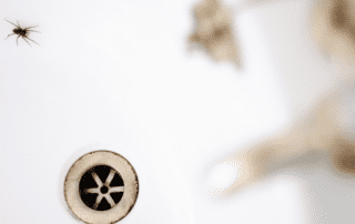 2 Things That Are Inviting Spiders Into Your Bathroom