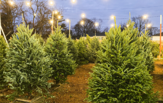 5 Tips to Prevent Your Christmas Tree From Catching Fire