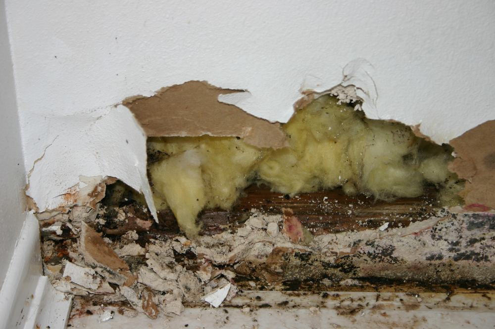 FAQ on Mold and Water Damage