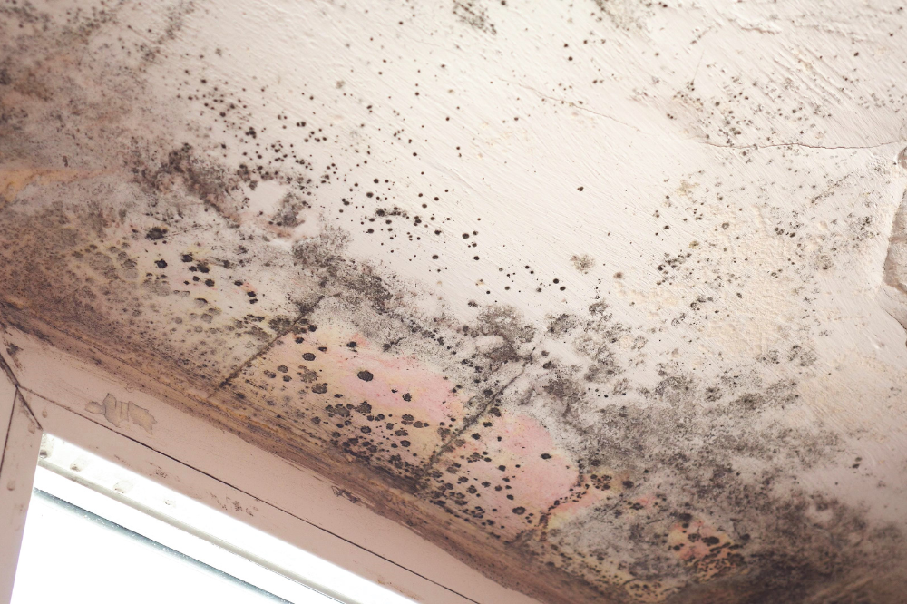 Water Damage and Mold