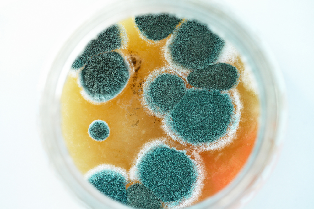 Mold Spores Growing in a Petri Dish