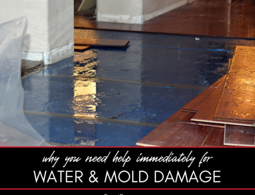 The Dangers of Mold and Water Damage in Your Home: Why Immediate Remediation is Critical