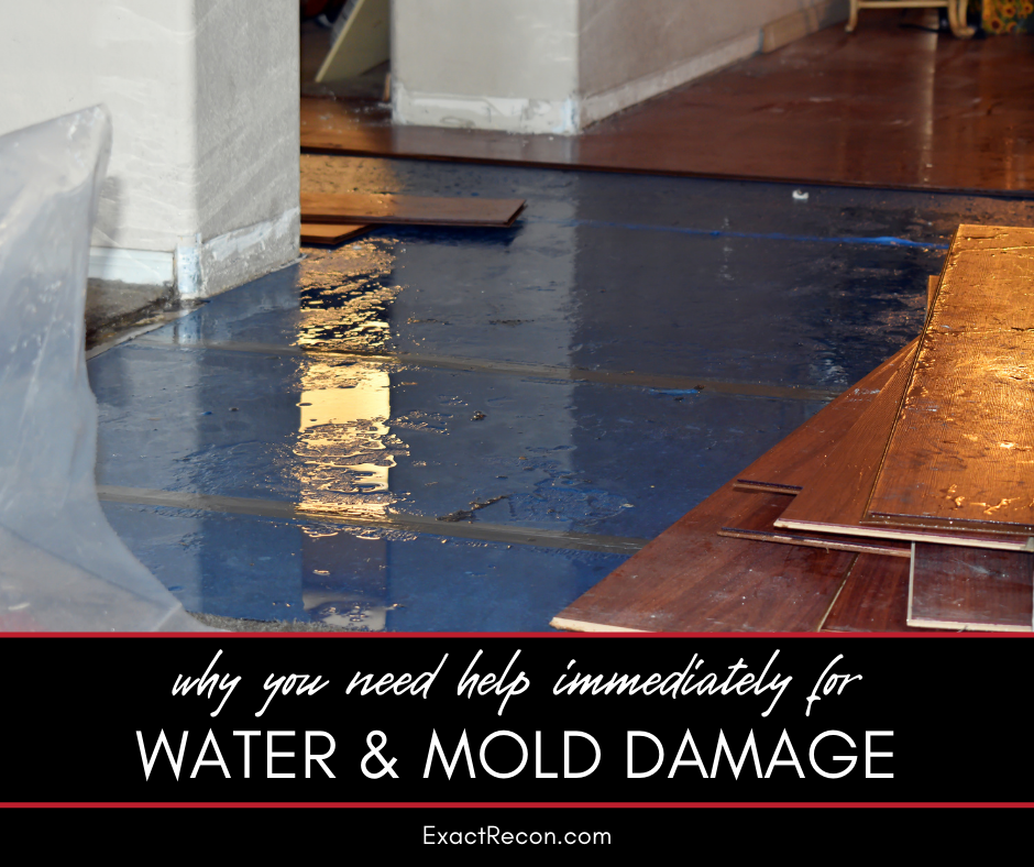 The Dangers of Mold and Water Damage in Your Home - Why Immediate Remediation is Critical