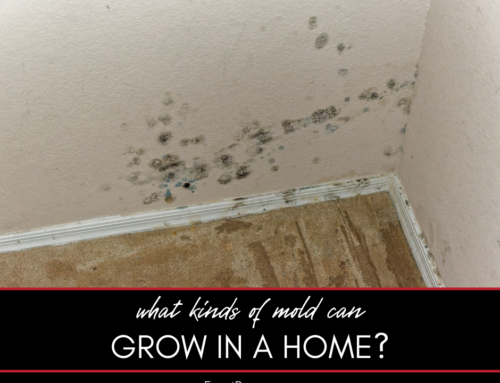 What Kinds of Mold Can Grow in a Home?