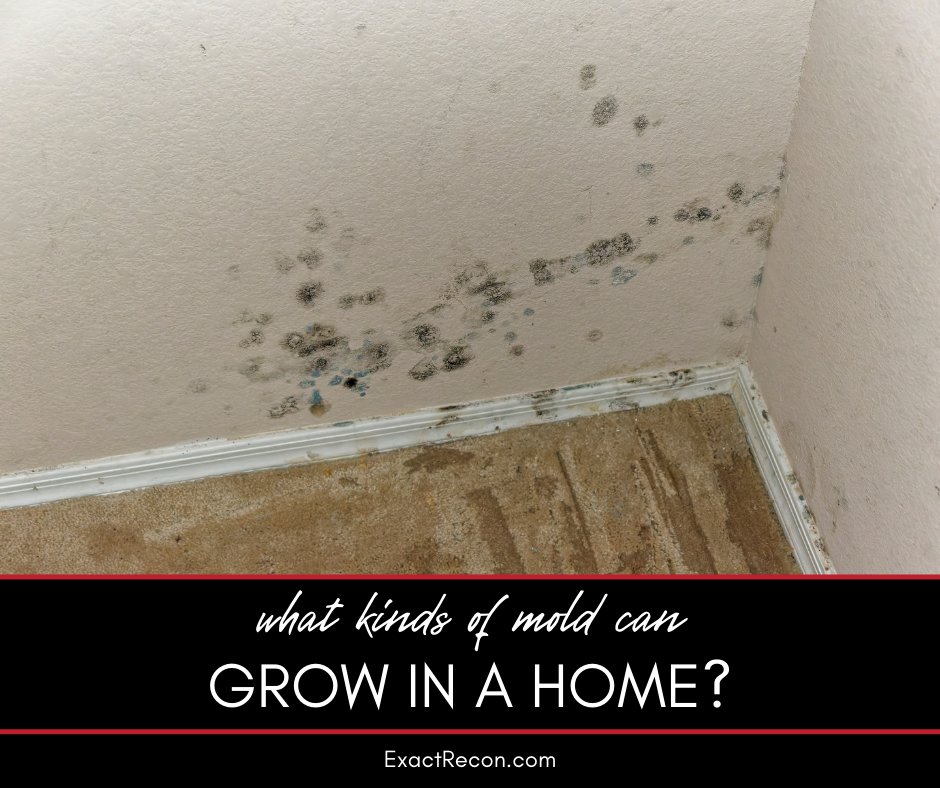What Kinds of Mold Can Grow in a Home