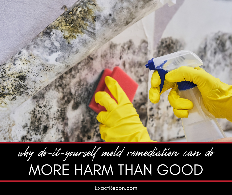 Why DIY Mold Remediation Can Do More Harm Than Good