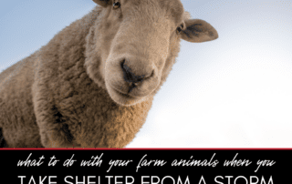 What to Do With Your Farm Animals if You Have to Take Shelter From a Storm