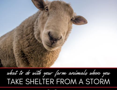 What to Do With Your Farm Animals if You Have to Take Shelter From a Storm