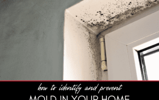 How to Identify and Prevent Mold Growth in Your Home