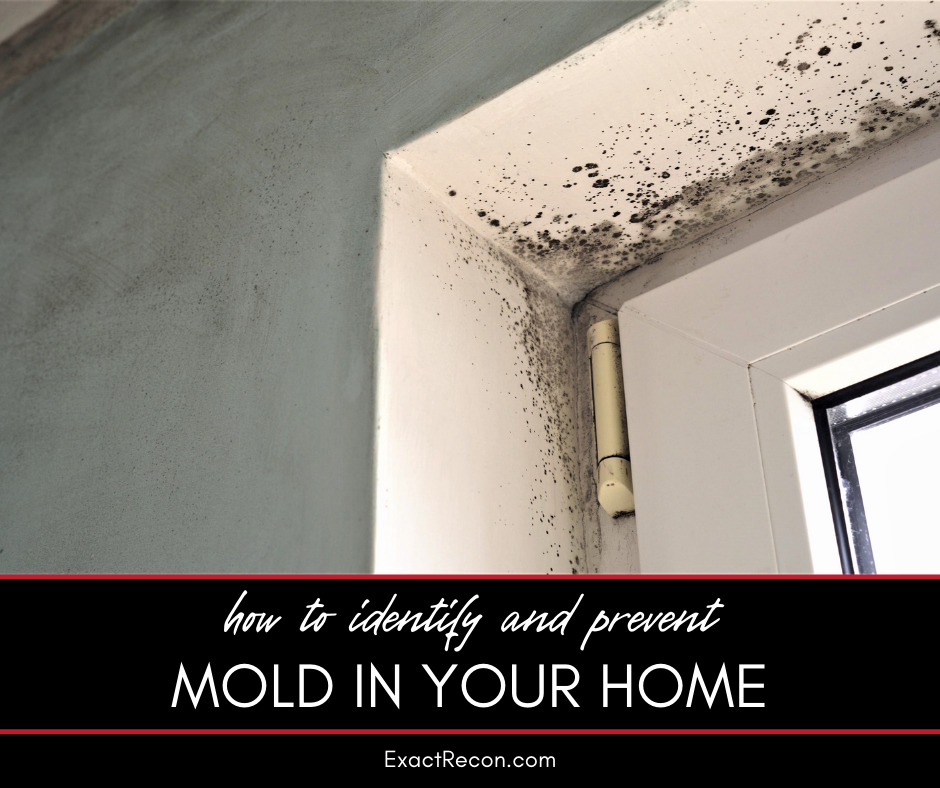 How to Identify and Prevent Mold Growth in Your Home