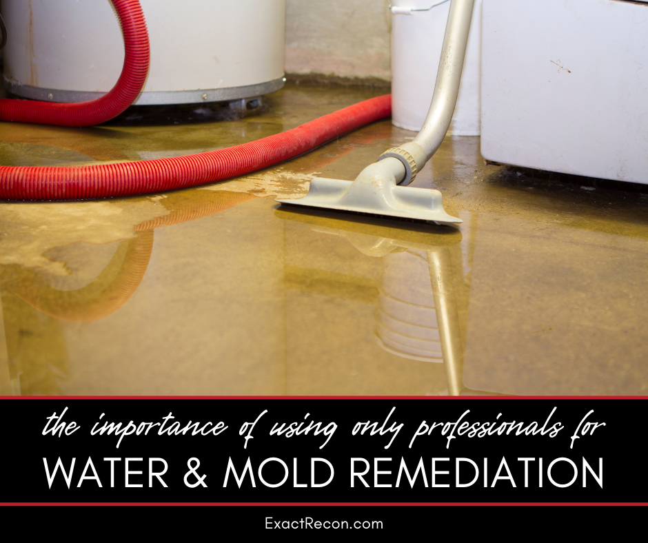 The Importance of Professional Water and Mold Remediation Services