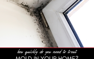 How Quickly Do You Need to Treat Mold in Your Home