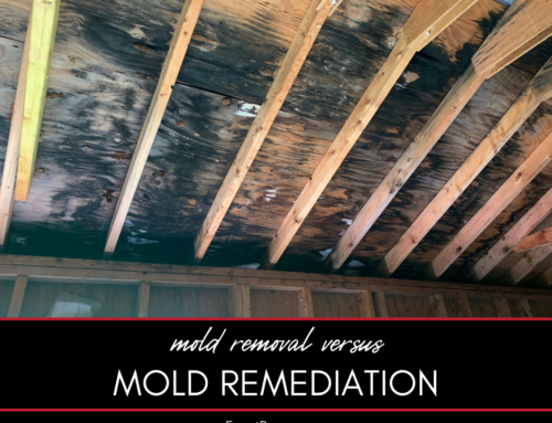 Mold Removal vs. Mold Remediation