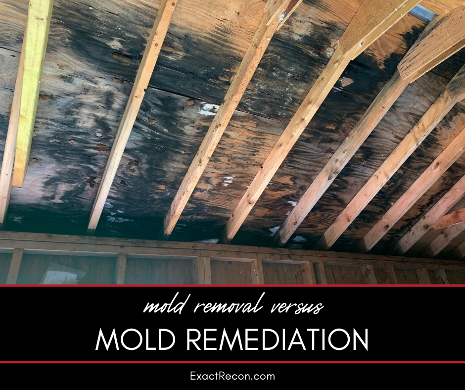 Mold Removal vs. Mold Remediation