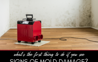 What's the First Thing You Should Do if You Spot Mold in Your Hom