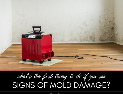 What’s the First Thing You Should Do if You Spot Mold in Your Home?