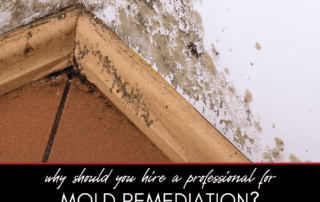 Why Should You Hire a Professional for Mold Remediation