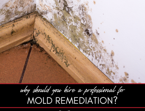 Why Should You Hire a Professional for Mold Remediation?