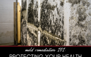 Mold Remediation 101: Protecting Your Home and Health