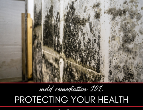 Mold Remediation 101: Protecting Your Home and Health