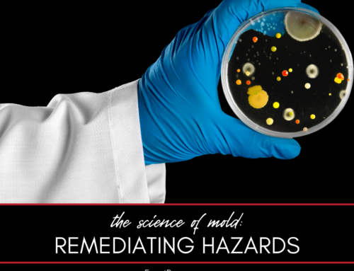 The Science of Mold: Identifying and Eliminating Indoor Hazards