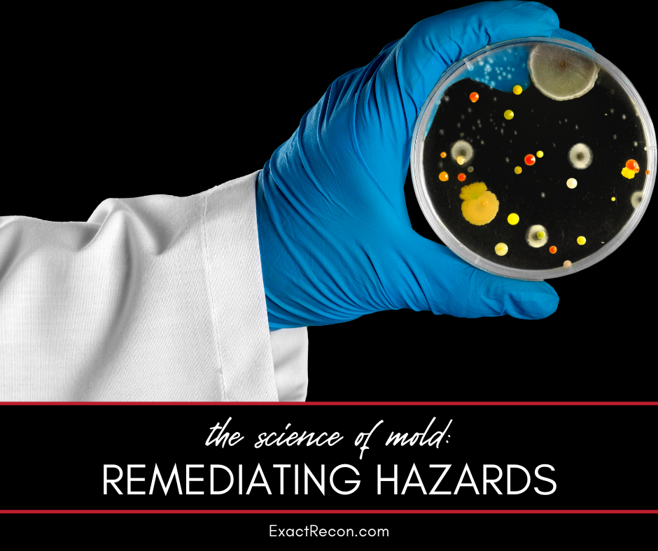 The Science of Mold: Identifying and Eliminating Indoor Hazards